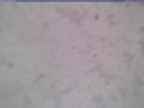 20250321_110001-1.jpg 